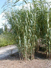 Pfahlrohr - Arundo donax - Gräserwelten